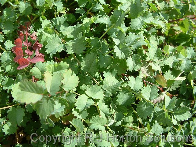 Salad burnet_1